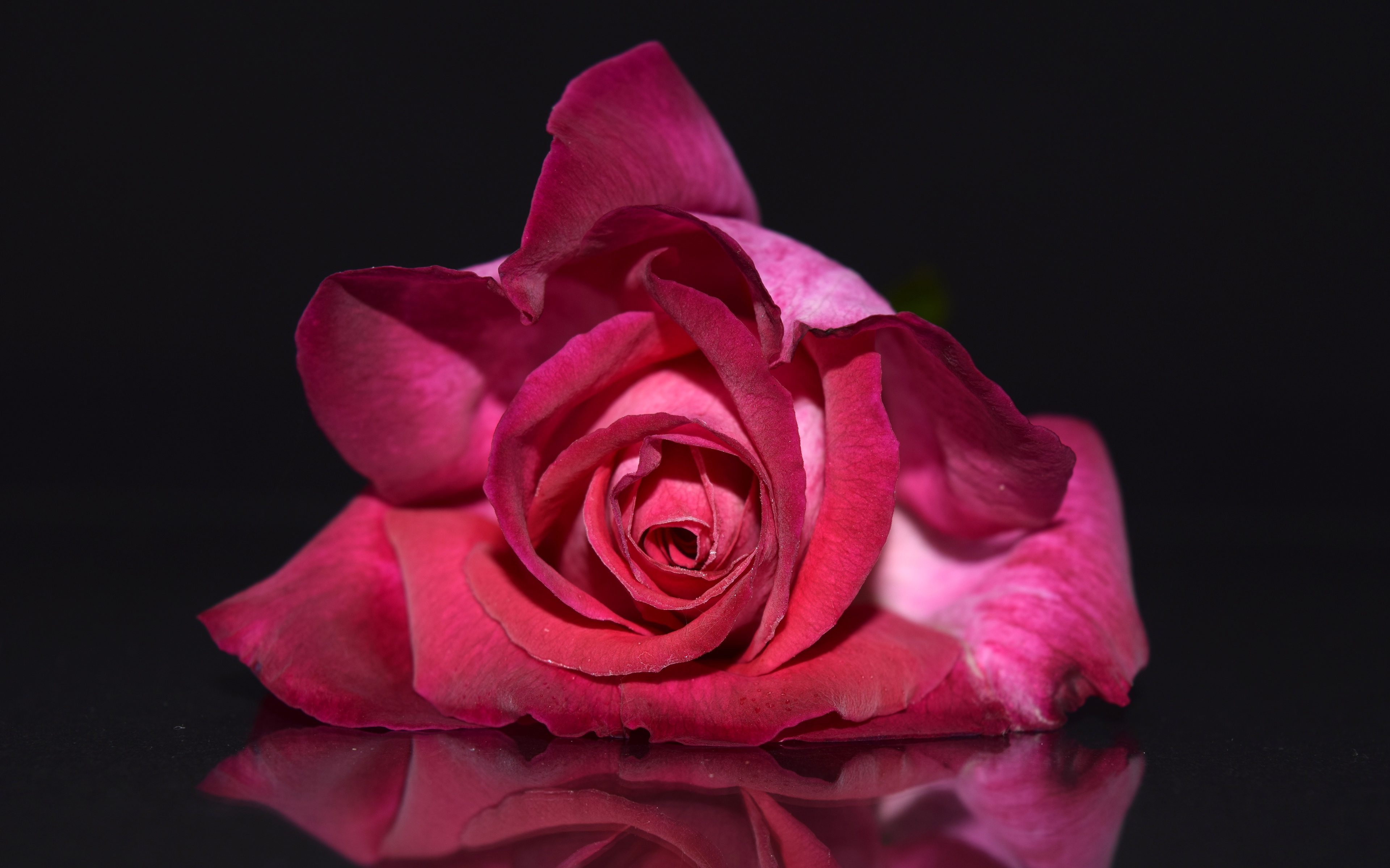 Pink Rose 4K 5K504226906